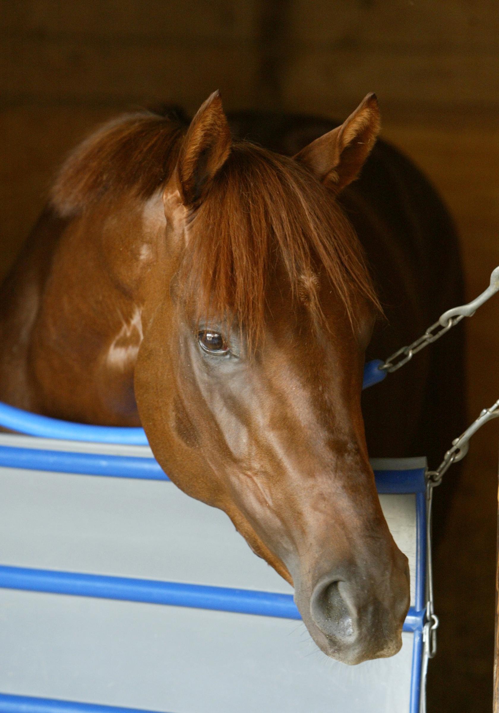 Smarty Jones, John Servis, Someday Farm, Stewart Elliott, Philadelphia Park, 2004 Kentucky Derby, 2004 Triple Crown, Bill Denver, EQUI-PHOTO 